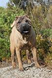 SHAR-PEI 007